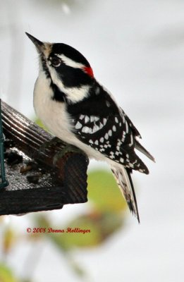 Mr. Downy Woodpecker
