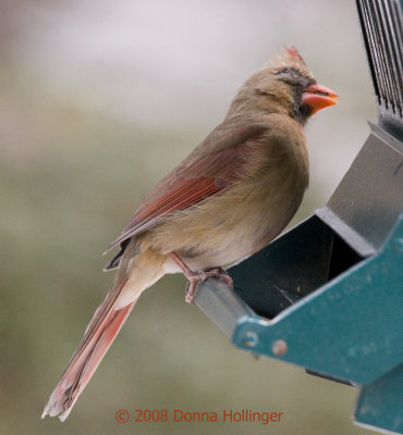 One Eyed Cardinal Female