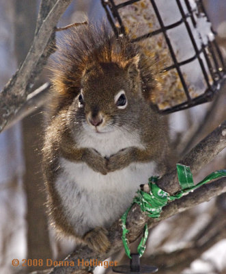 Red Squirrel Visitor