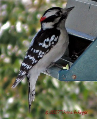 This woodpecker thinks he's a chicadee!