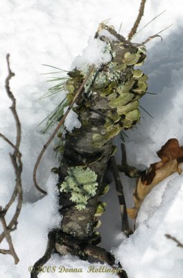 Stump with Lichen and Turkey tail Mushroom