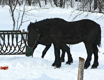 Black Horses at Rose's Farm