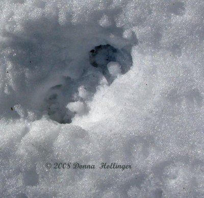 Mink Prints in the Snow