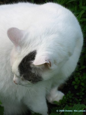 My Wonderful Boy Cat:  I Ching
