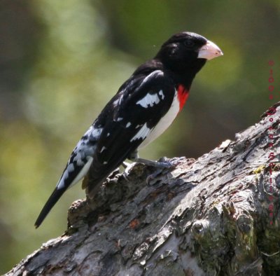 Rose Breasted Grosbeak