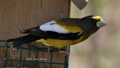 Evening Grosbeak