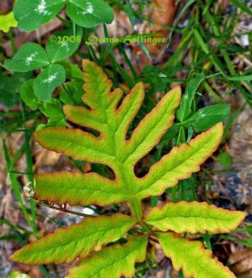 Fern Details