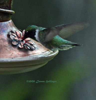 Male Ruby Throated Hummingbird