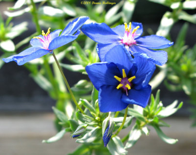 Blue flowers