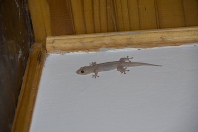 1fn Pacific Gecko, Coco De Mer, Praslin.jpg