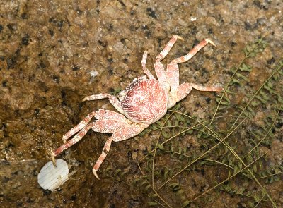 1ke Coco De Mer, Praslin.jpg