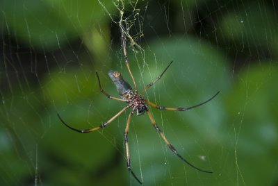 5aa Palm Spider, Bois Verse, Praslin.jpg