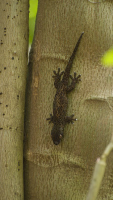 8d Pacific Gecko, Cousin.jpg
