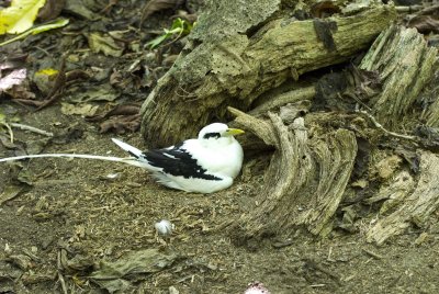 8e White Tailed Tropic Bird, Cousin.jpg