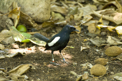 8j Seychelles Magpie-Robin, Cousin.jpg