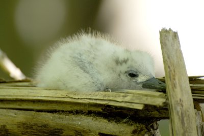 8k White Tailed Chick.jpg