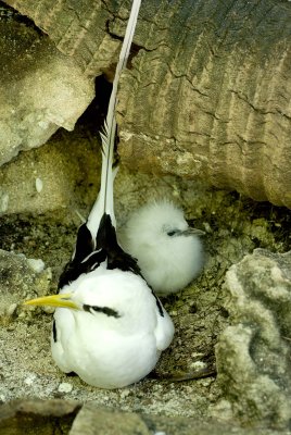 8m White Tailed Tropic Bird & Chick.jpg