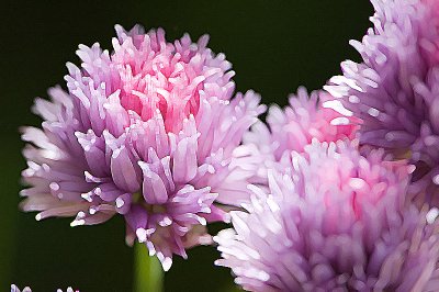 DSC_2165_Chives_Paint Daubs.jpg