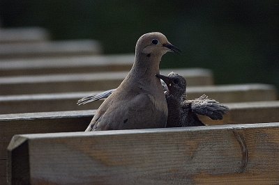 DSC_2131_end of evening feeding.jpg