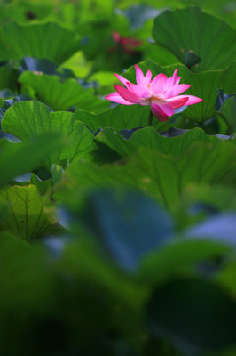 Spotlight On Lotus