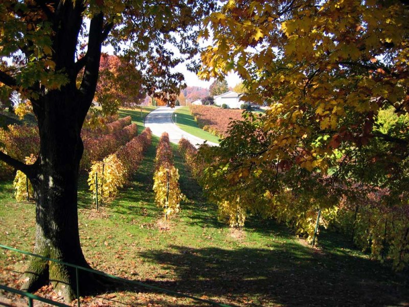 Hermann-vinyard.jpg