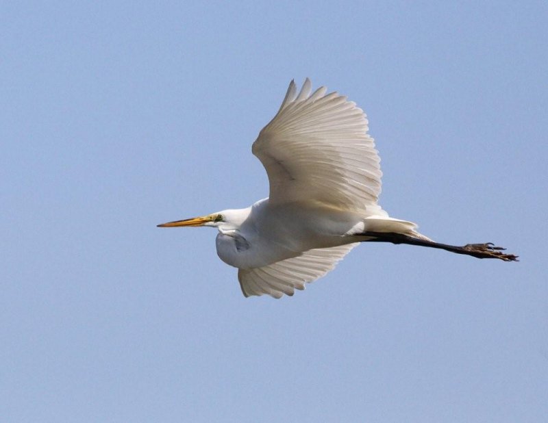 Egret.jpg