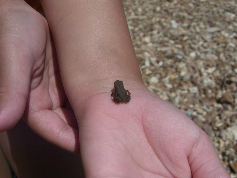 Audrey and another critter