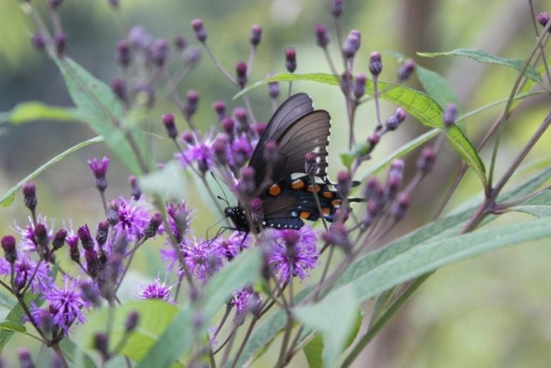 Black Swallow Tail Butterfly