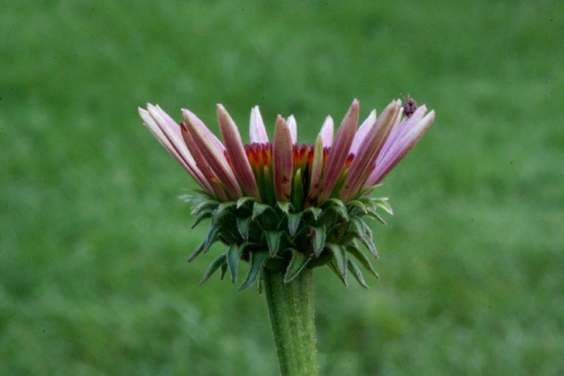 purple cone flower1.jpg