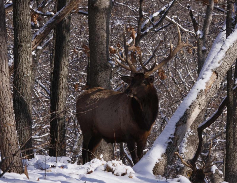 Bull-Elk