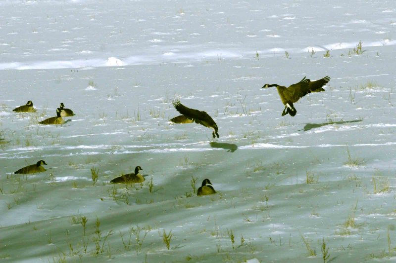 Canada Geese