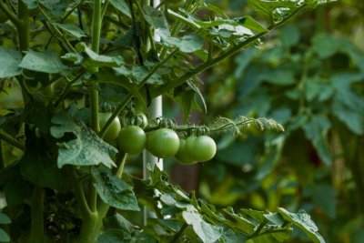 green tomatoes.jpg