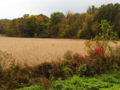 soybean.harvest.time.jpg