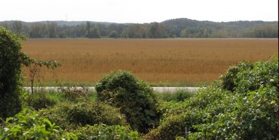 Miles-of-soybeans.jpg