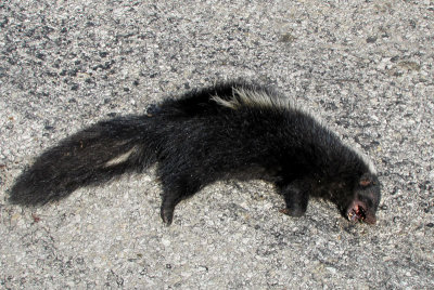 dead skunk in middle of road