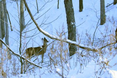 white tail on a snowy hillside