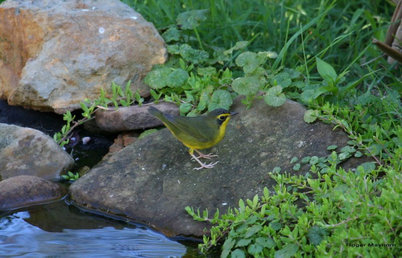 Kentucky Warbler