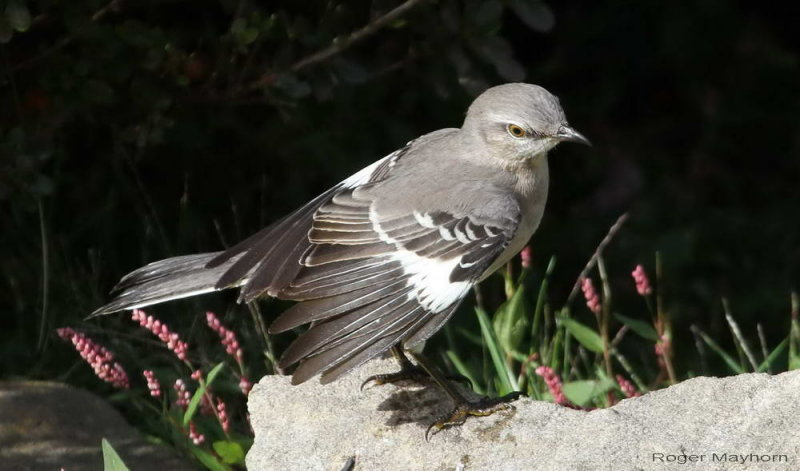 Northern Mockingbird drying wings