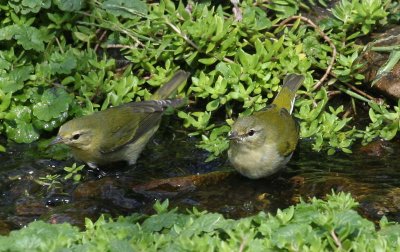  Tennessee Warblers in the Stream