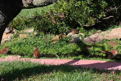 Brown Thrashers and Towhees in the Stream
