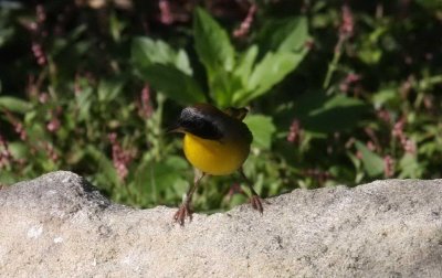 Common Yellowthroat  coming to the Stream