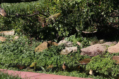 Four Species - A Grosbeak, 3 Tanagers, a Waxwing and a Worm-eating Warbler