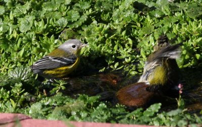 Warblers - Magnolia and Tennessee