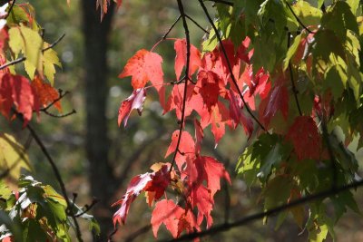 Maple Leaves