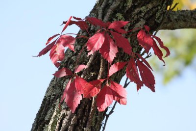 Virginia Creeper Vine in fall colors