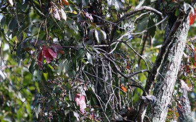  Virginia Creeper Berries - Food for the Birds