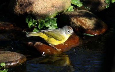 Nashville Warbler