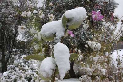 Milk Weed and Cosmos Flowers