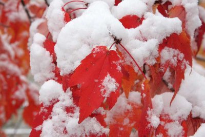 Maple Leaves and Snow