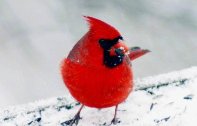 Northern Cardinal 1